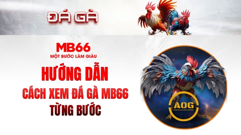 Cách Xem Đá Gà MB66 Từng Bước